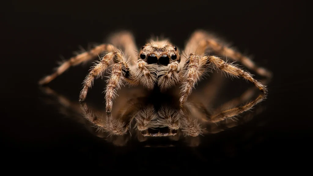 Good Spider Names