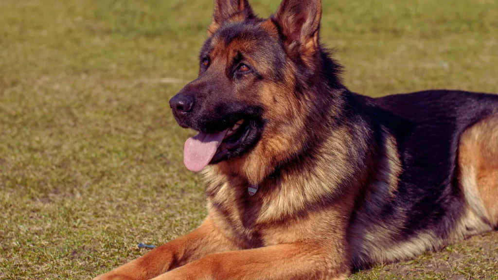Military German Shepherd Names