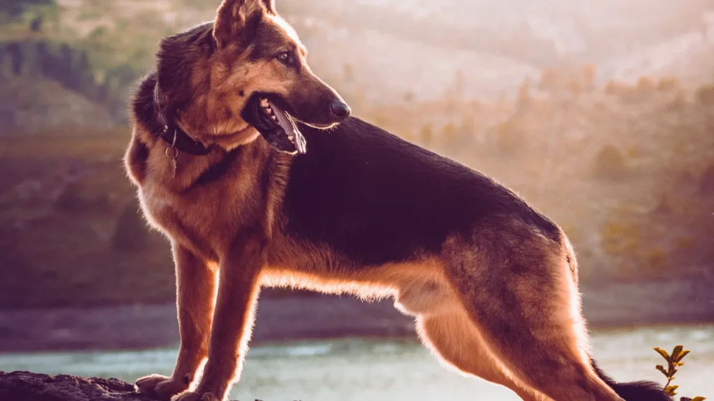 Black & Brown German Shepherd Names
