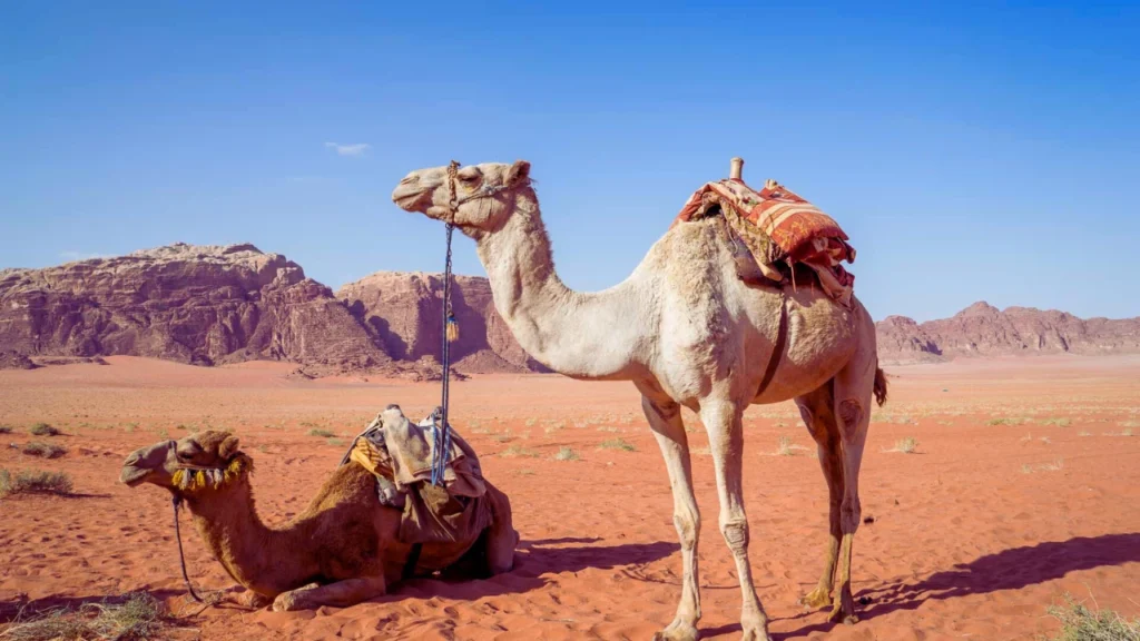 Good Names for Camel