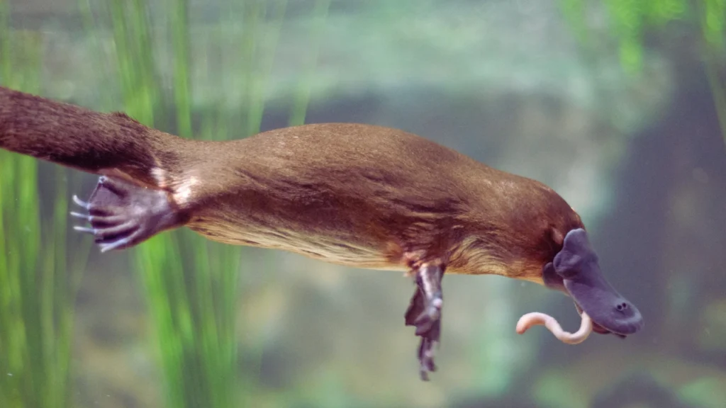 Good Platypus Names