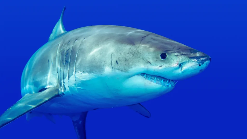 Unique Shark Names