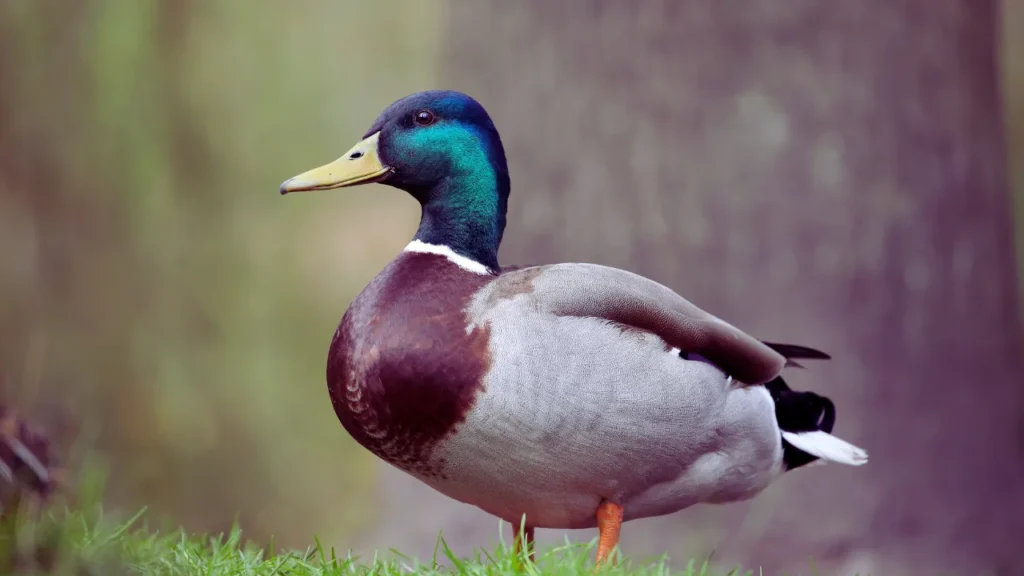 Nicknames for Ducks