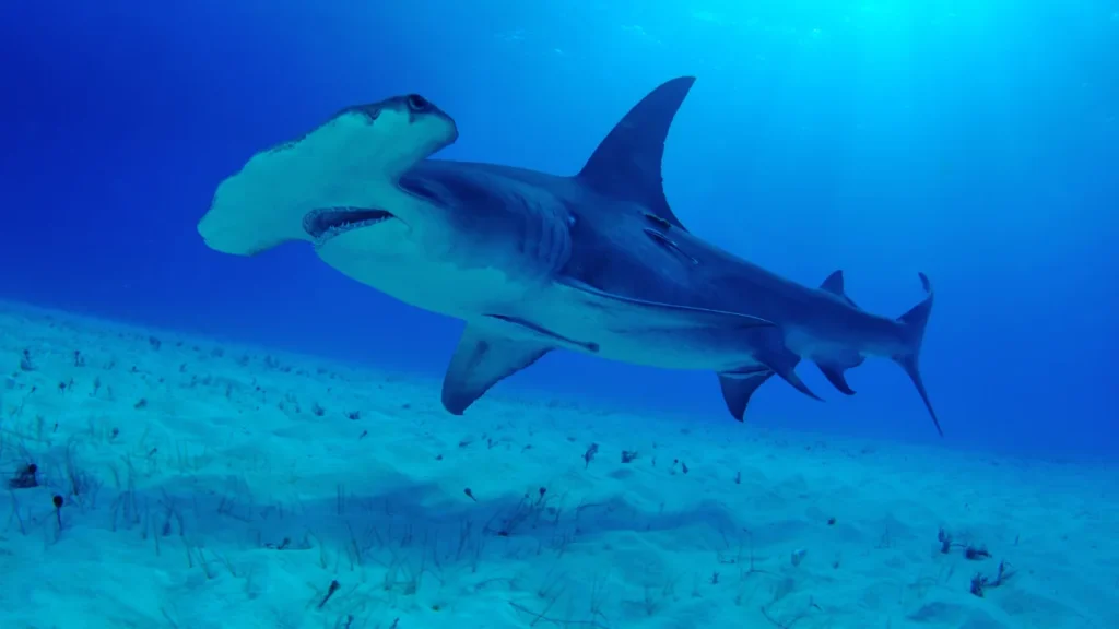 Hammerhead Shark Names