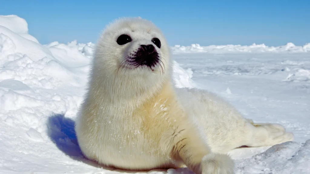 Harp Seal Names
