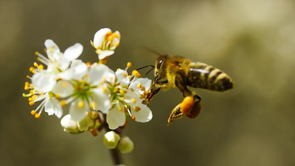Names that Mean Bee
