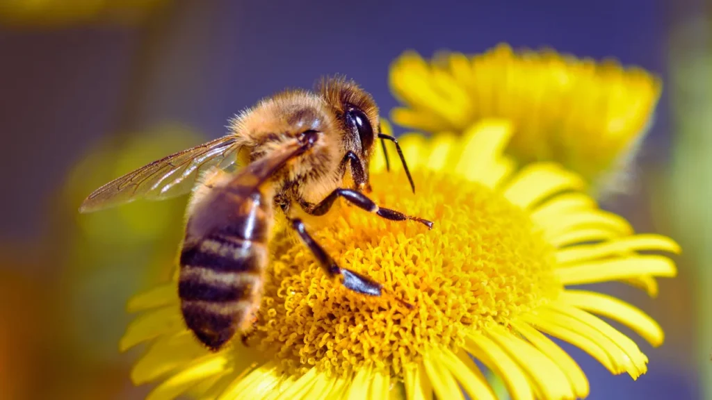 Clever Bee Names