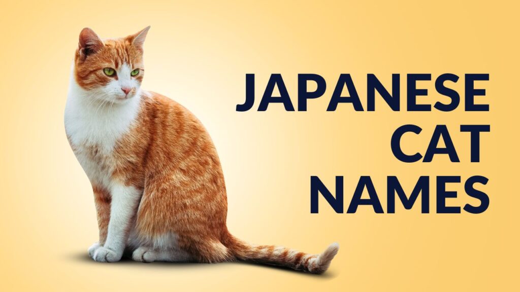 The current image has no alternative text. The file name is: Japanese-cat-names.jpg