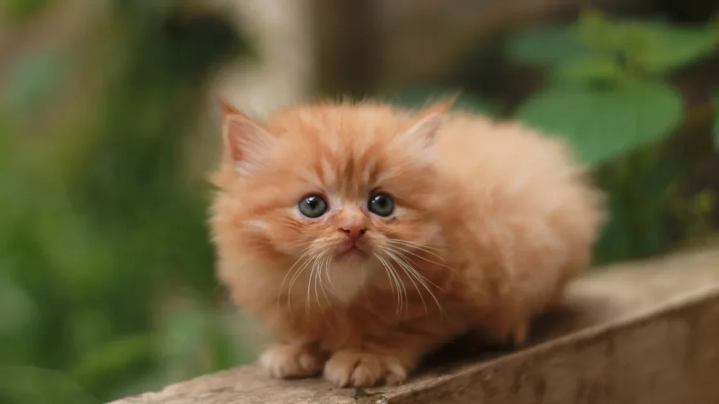 Common Persian Cat Names