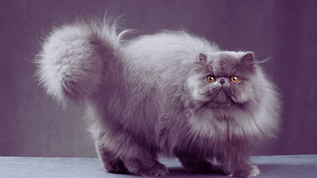 Best Persian Cat Names