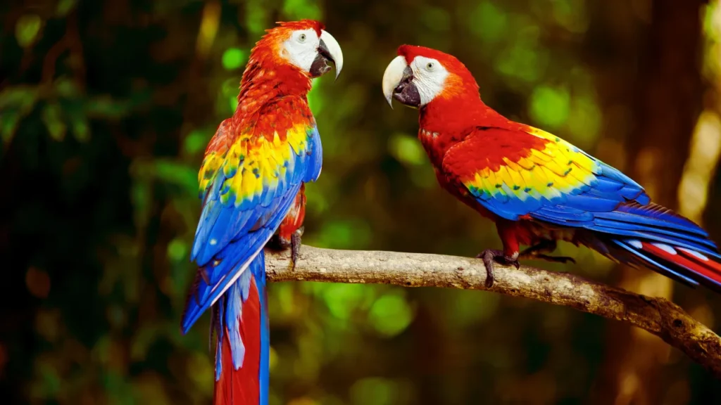 Good Hyacinth Macaw Names