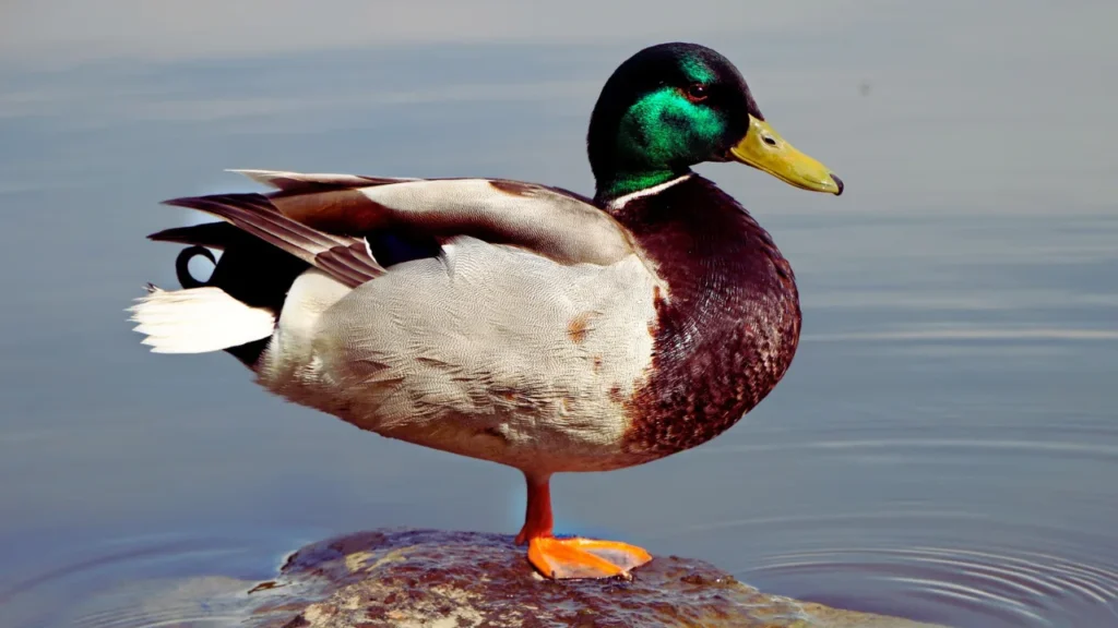 Nature-Inspired Names for Ducks