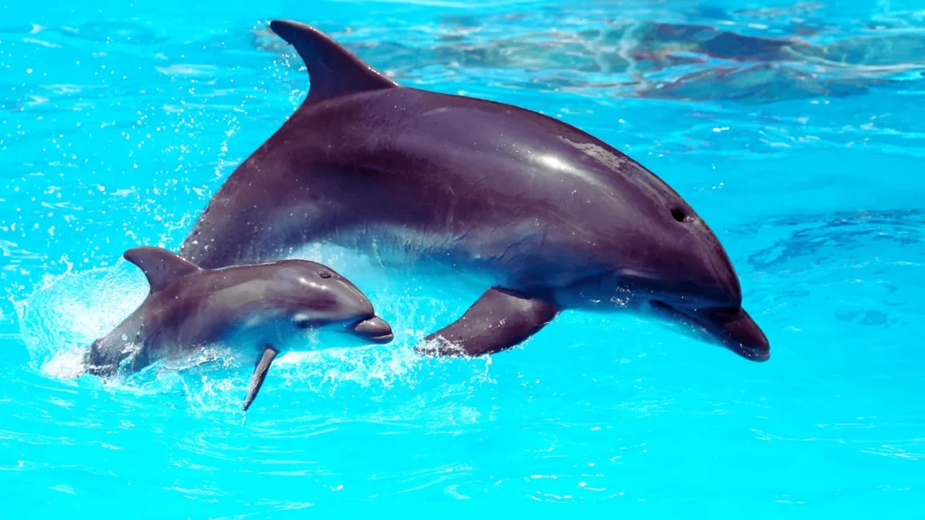 Baby Dolphin Names
