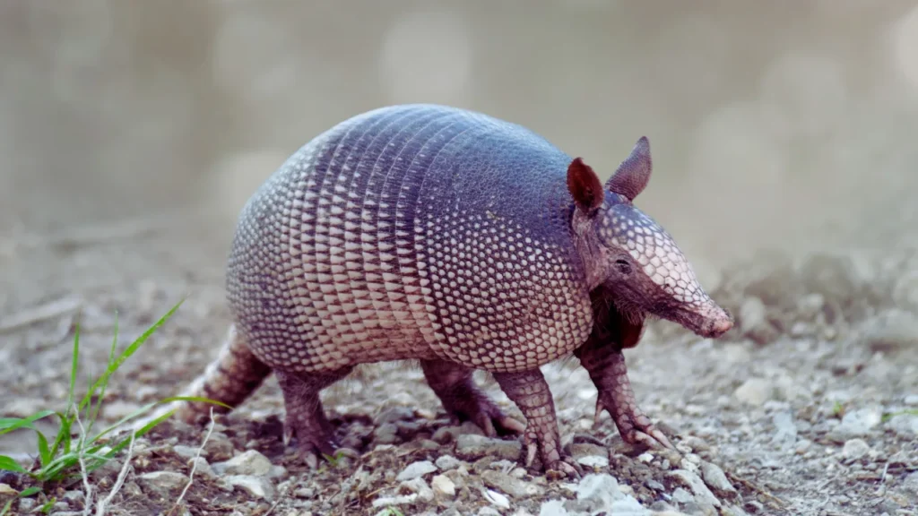 Boy Armadillo Names