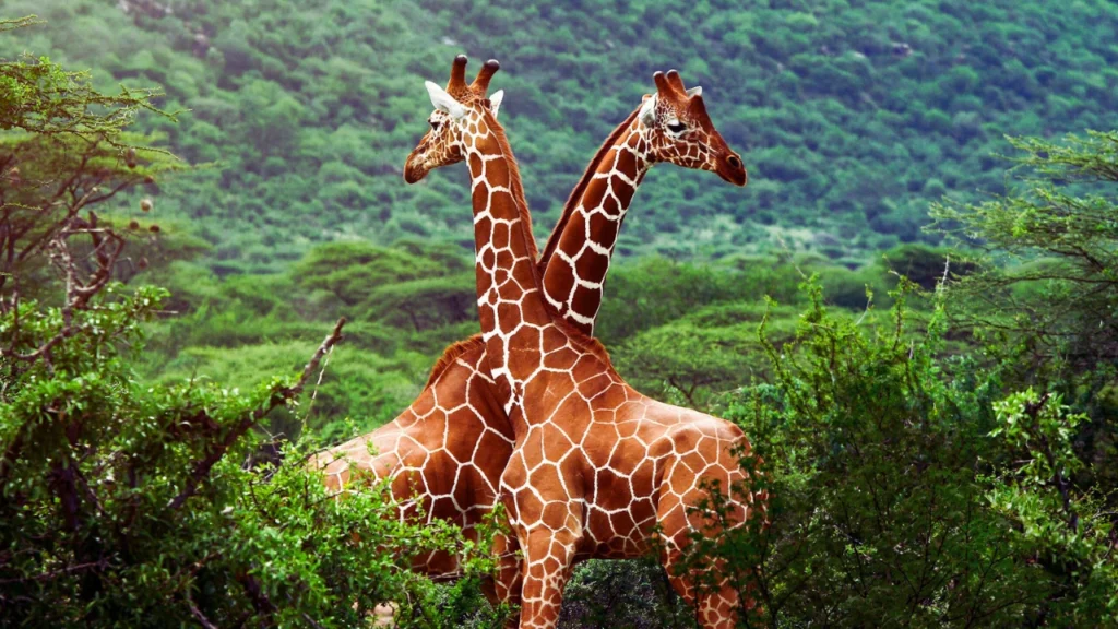 Baby Names for Giraffe
