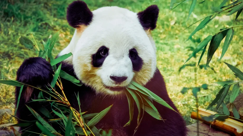 Lazy Panda Names