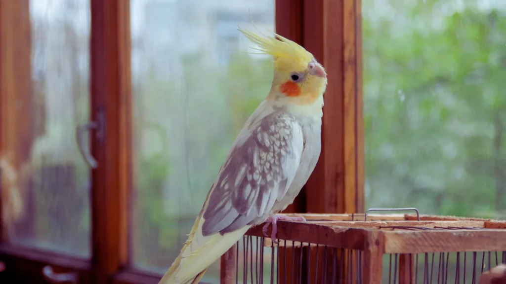 Cute Cockatiel Names