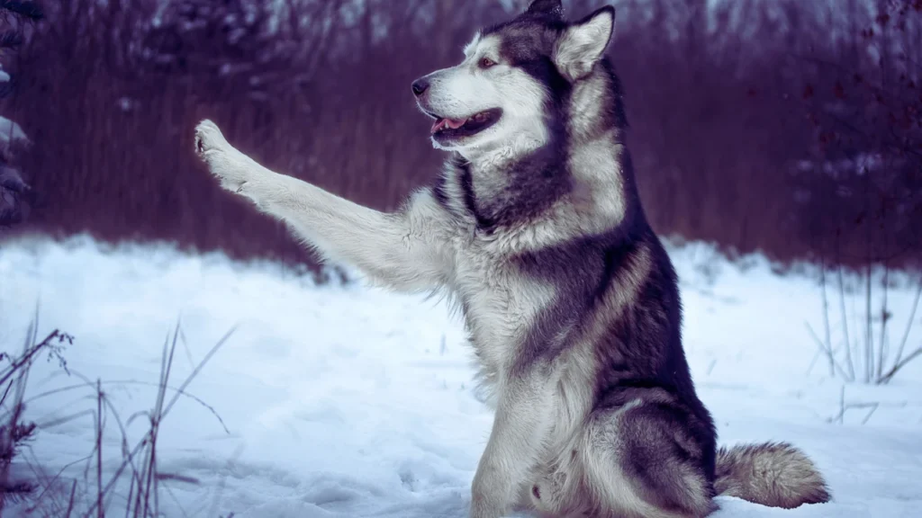 Popular Alaskan Malamute Names