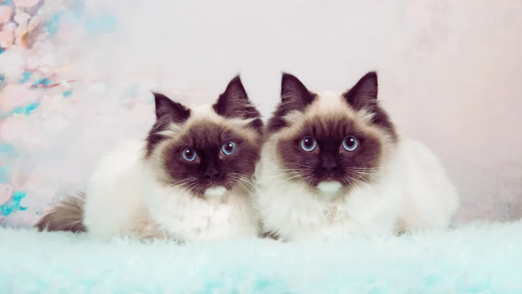 Posh Ragdoll Names