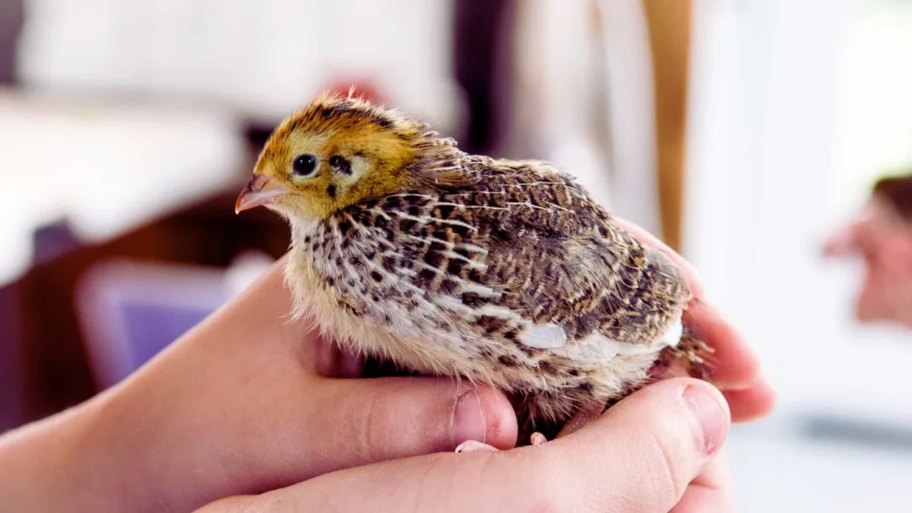 Baby Quail Names