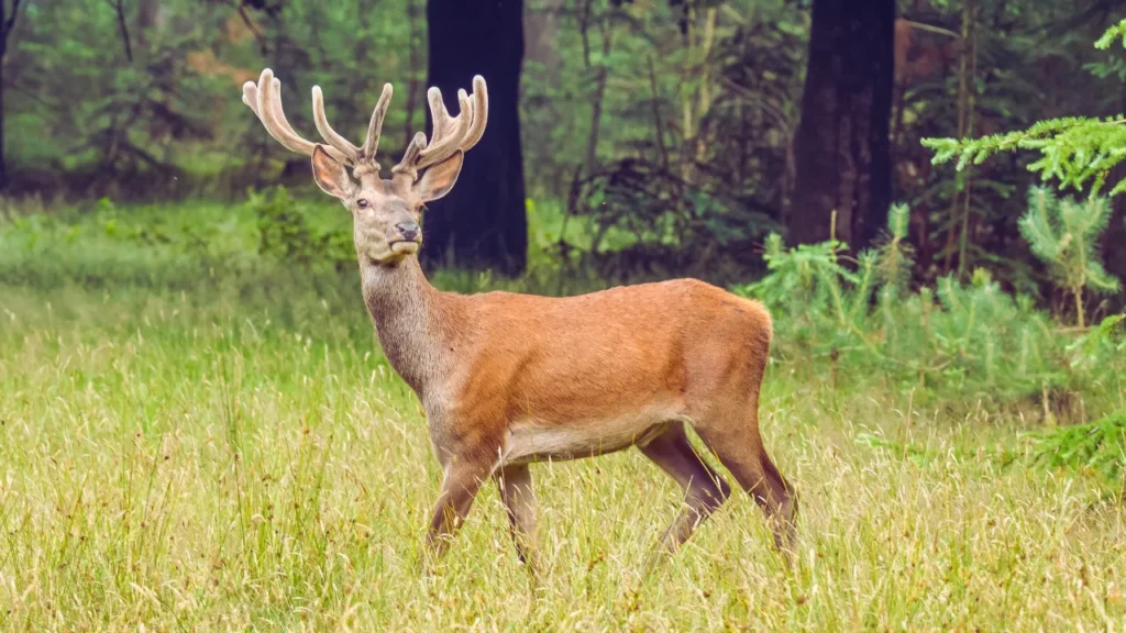 Cute Deer Names