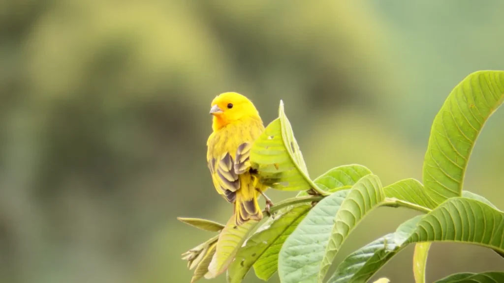 Cute Canary Names