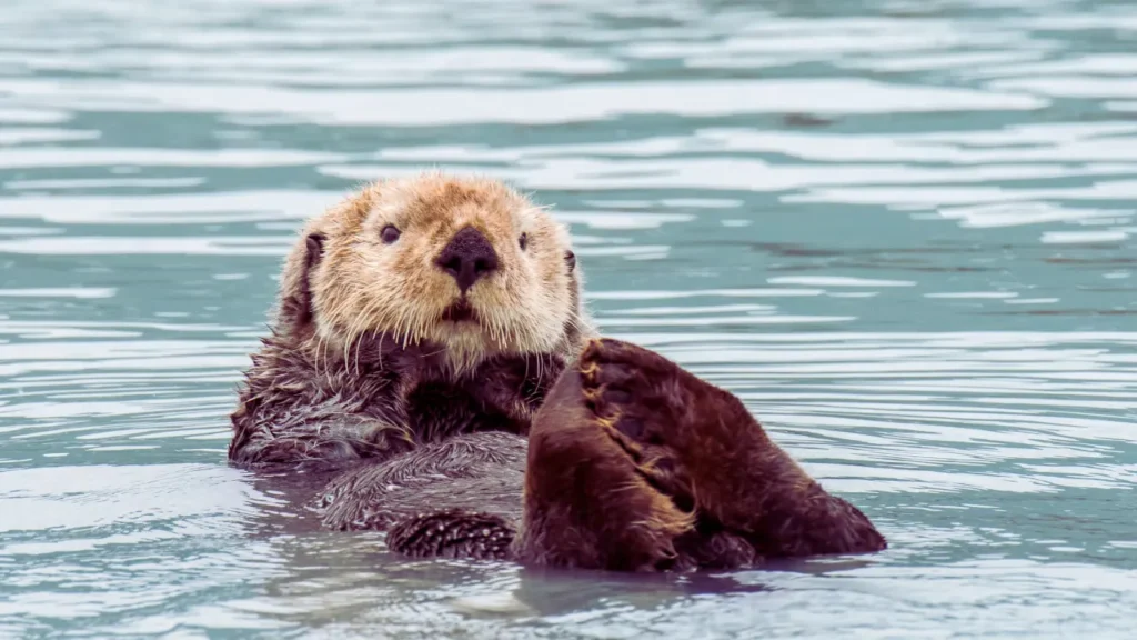 Brave Names for Otter