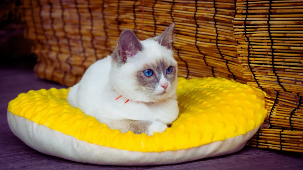 Seal Point Ragdoll Names