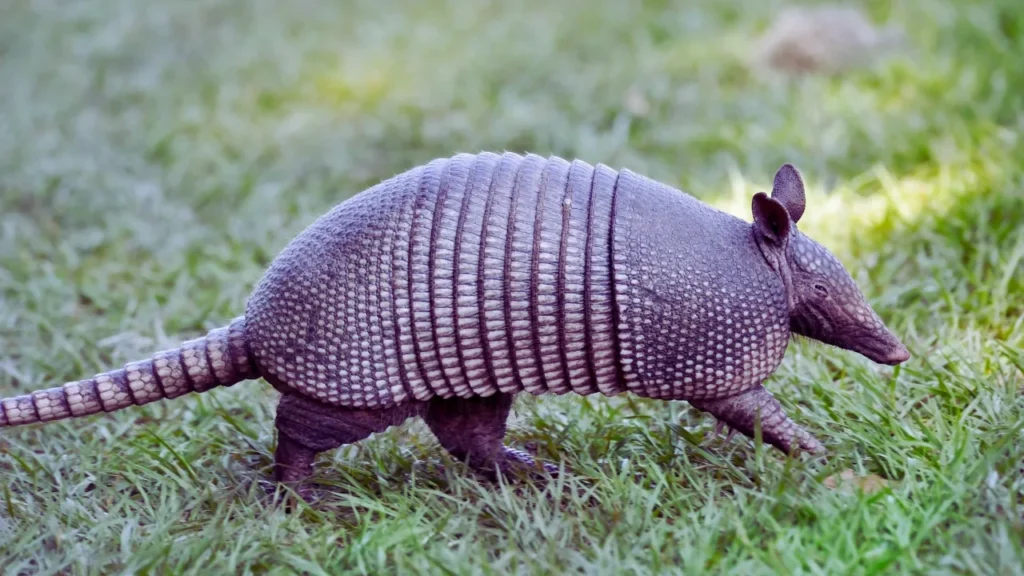Pet Armadillo Names