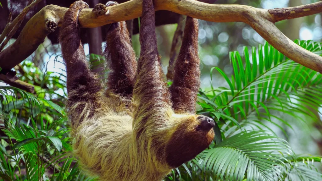 Best Sloth Names