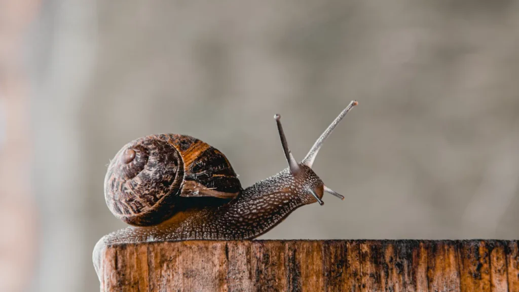 Unique Snail Names