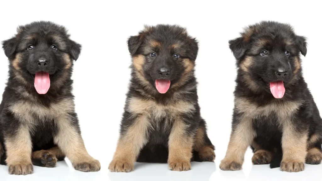 Cute German Shepherd Names