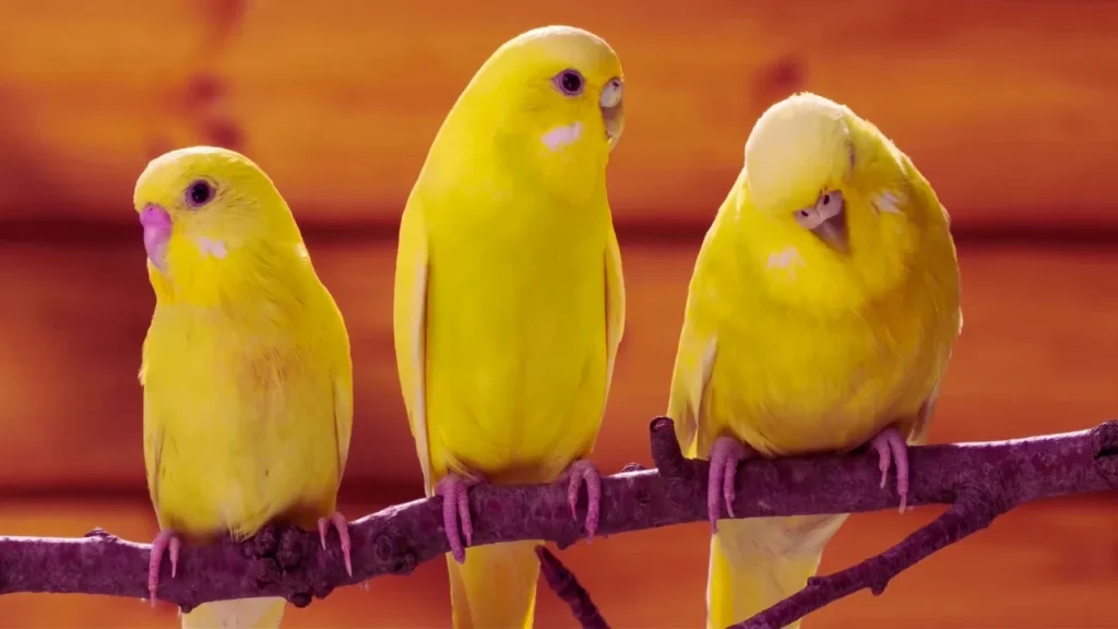 Canary Names With Meanings