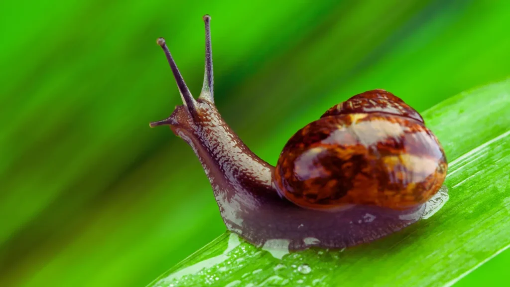 Sea Snail Names