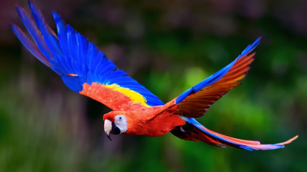 Unisex Macaw Names