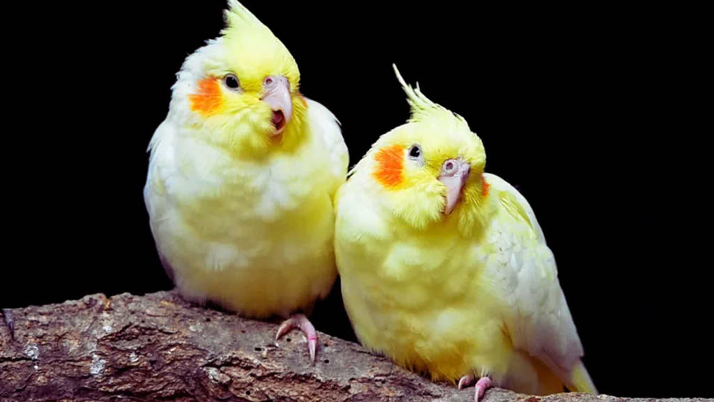 Girl Cockatiel Names