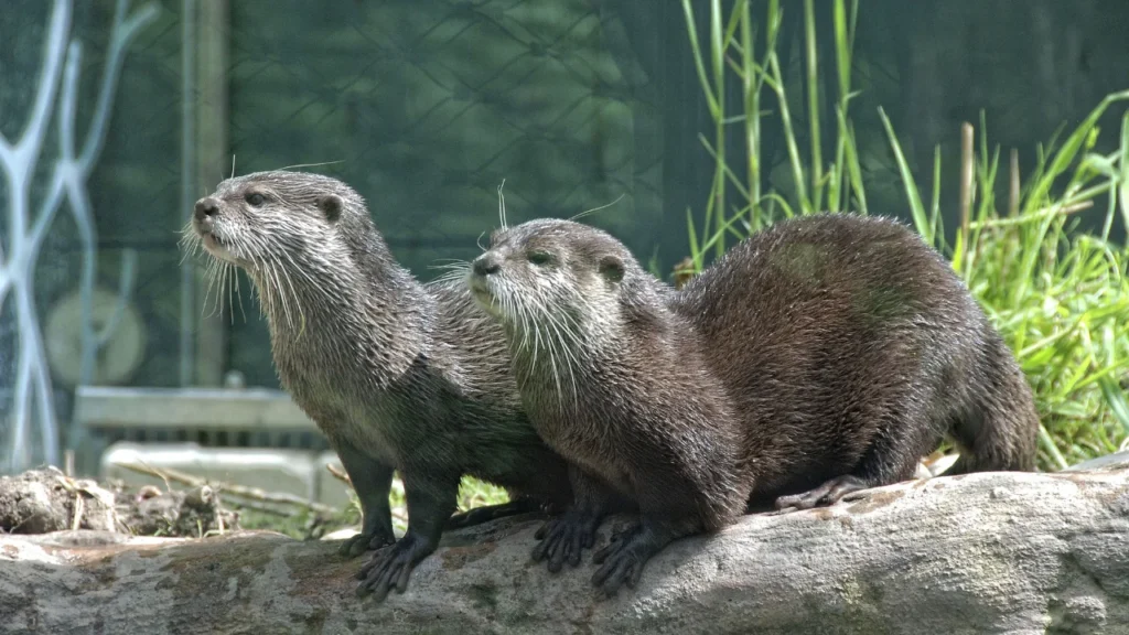Popular Otter Names