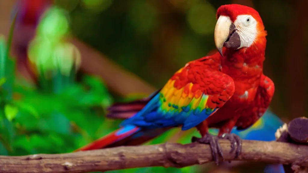 Parrot Macaw Names