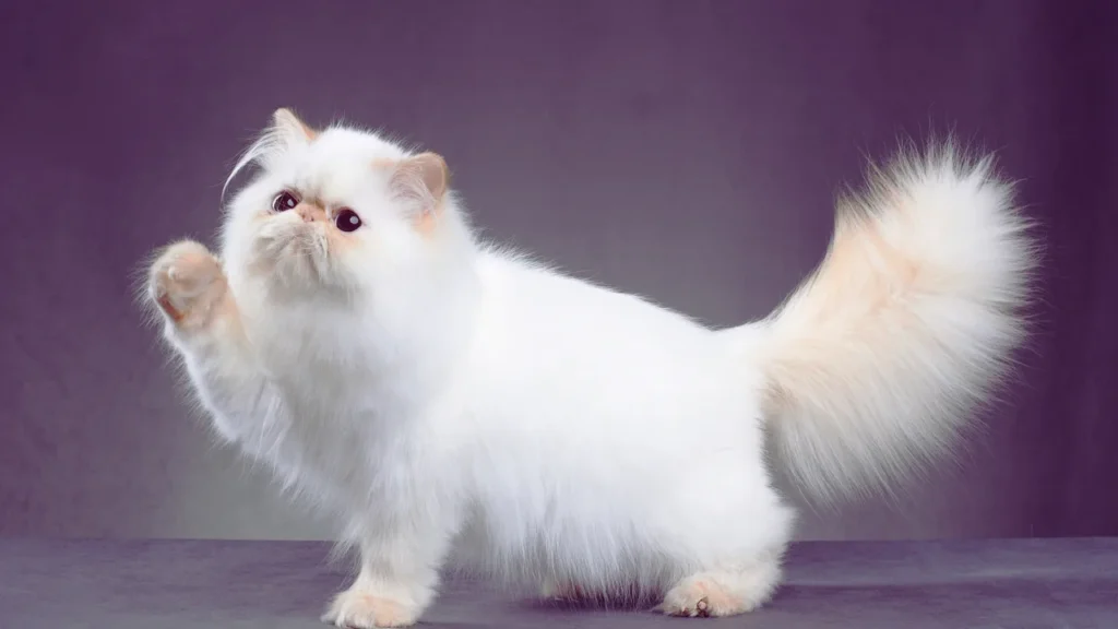 Persian Cat Names With Meanings
