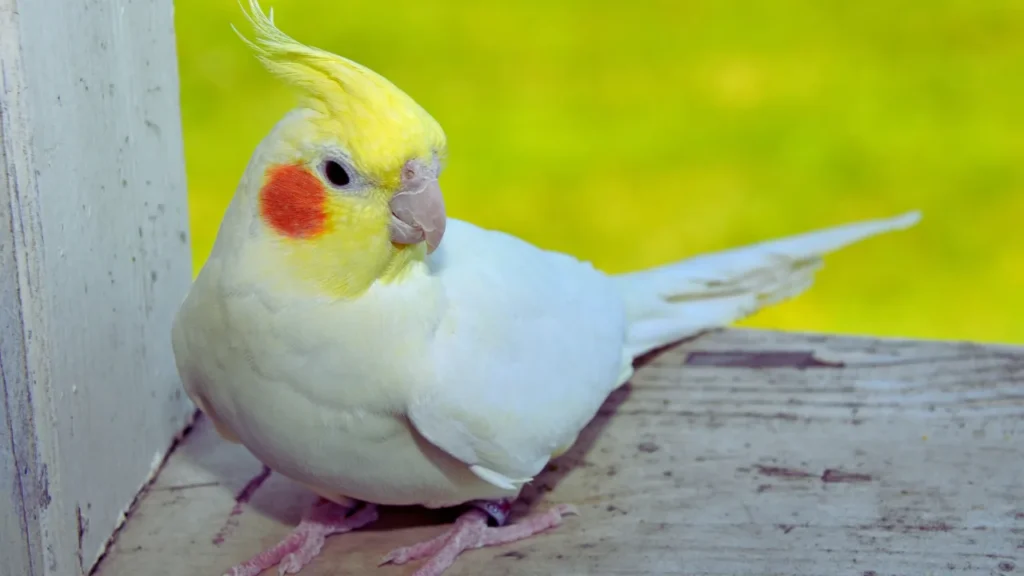 Top Cockatiel Names