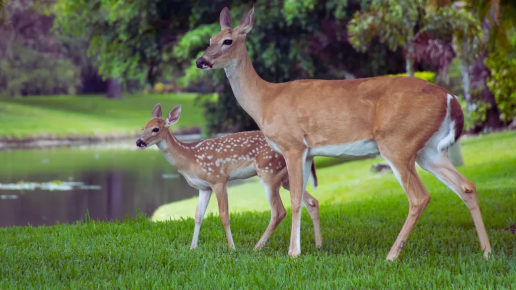 Unique Deer Names