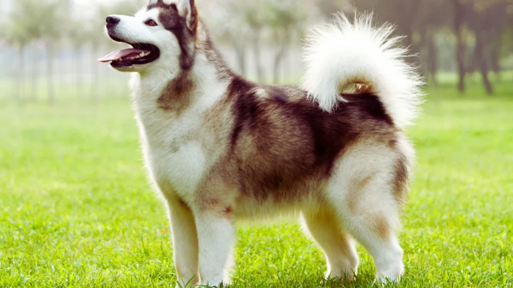 Wooly Malamute Names