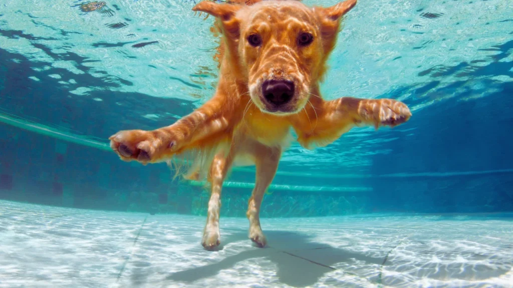 Yellow Labrador Retriever Names