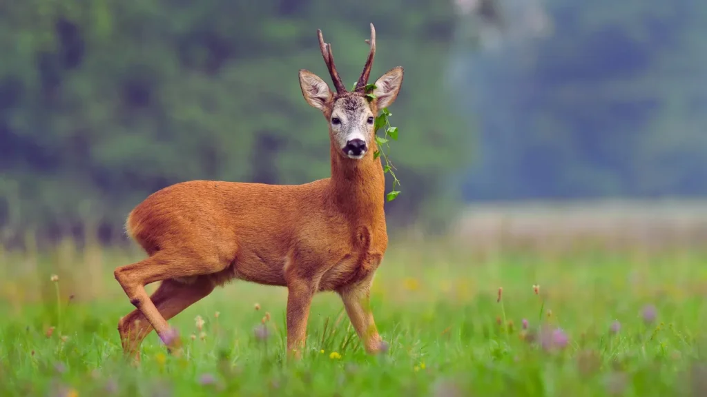 Santa's Deer Names