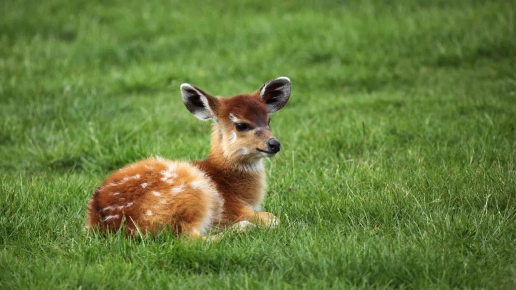 Baby Deer Names