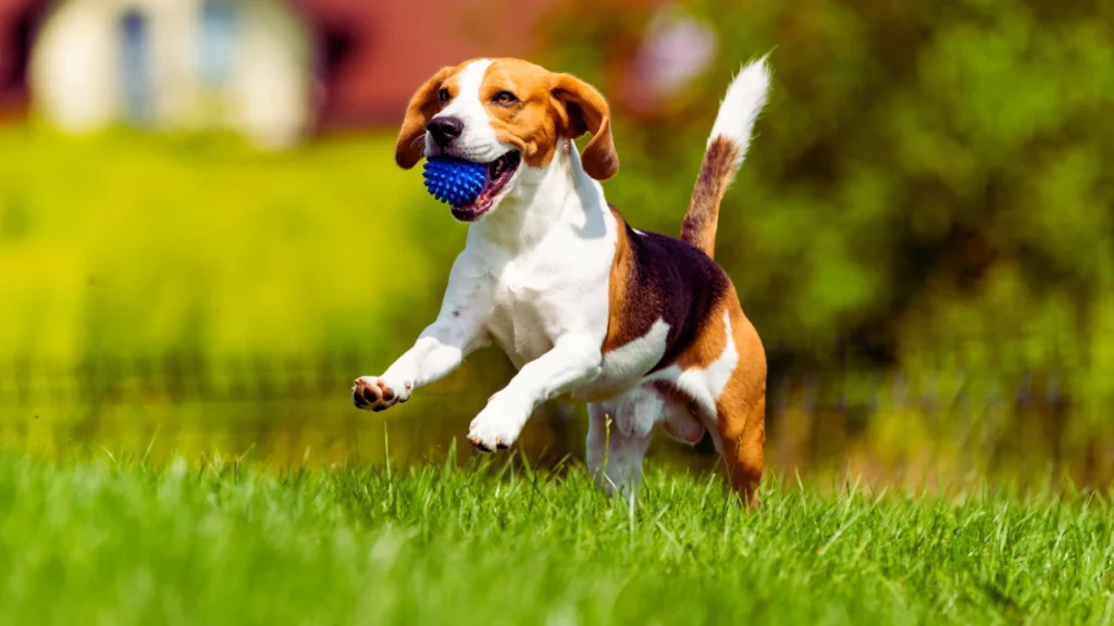 boy dog names