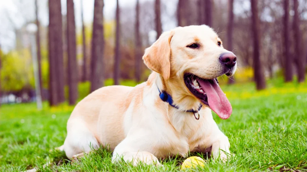 masculine dog names