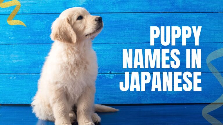 puppy names in japanese