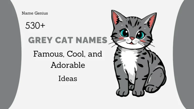 Grey Cat Names