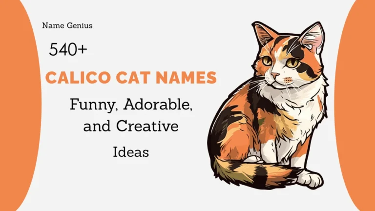 Calico Cat Names